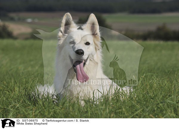 Weier Schweizer Schferhund / White Swiss Shepherd / SST-06975