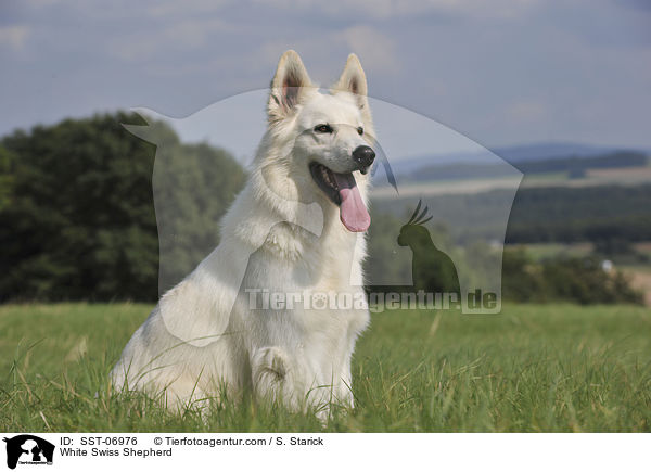 Weier Schweizer Schferhund / White Swiss Shepherd / SST-06976