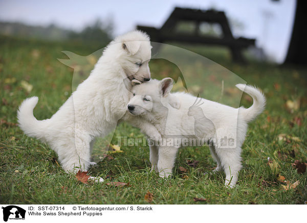 Weier Schweizer Schferhund Welpen / White Swiss Shepherd Puppies / SST-07314