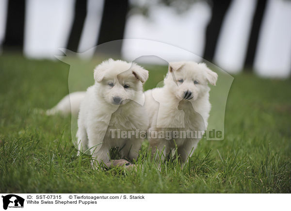 Weier Schweizer Schferhund Welpen / White Swiss Shepherd Puppies / SST-07315