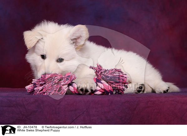 Weier Schweizer Schferhund Welpe / White Swiss Shepherd Puppy / JH-10478