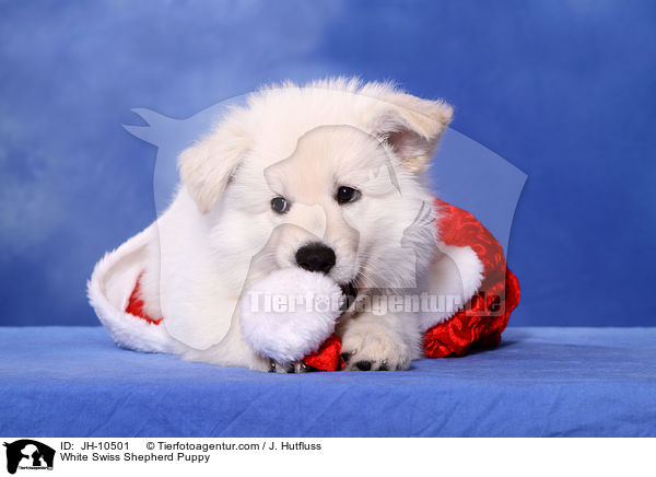 White Swiss Shepherd Puppy / JH-10501