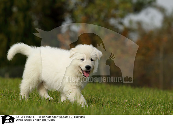 Weier Schweizer Schferhund Welpe / White Swiss Shepherd Puppy / JH-10511