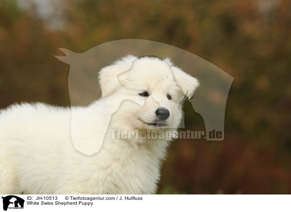 Weier Schweizer Schferhund Welpe / White Swiss Shepherd Puppy / JH-10513
