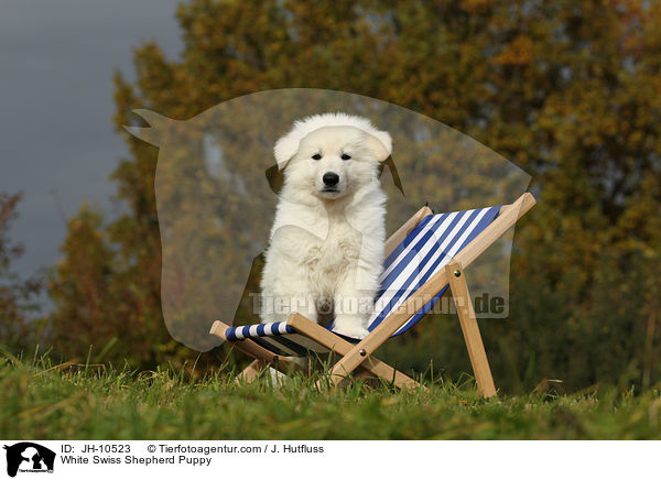 Weier Schweizer Schferhund Welpe / White Swiss Shepherd Puppy / JH-10523