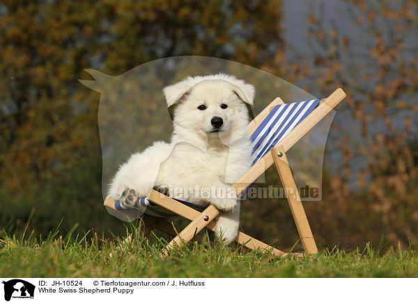 Weier Schweizer Schferhund Welpe / White Swiss Shepherd Puppy / JH-10524