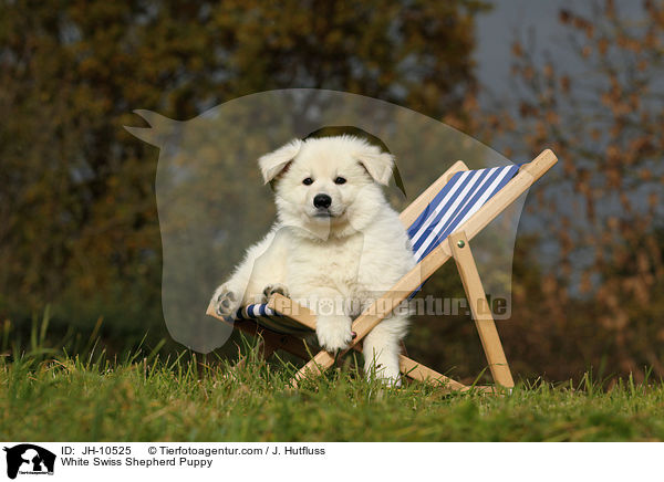 Weier Schweizer Schferhund Welpe / White Swiss Shepherd Puppy / JH-10525