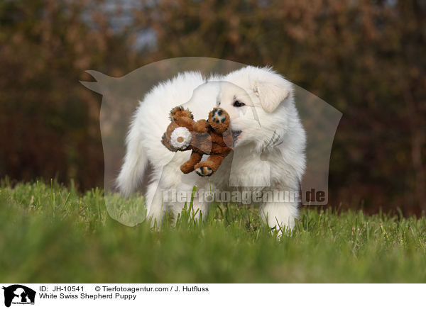 Weier Schweizer Schferhund Welpe / White Swiss Shepherd Puppy / JH-10541