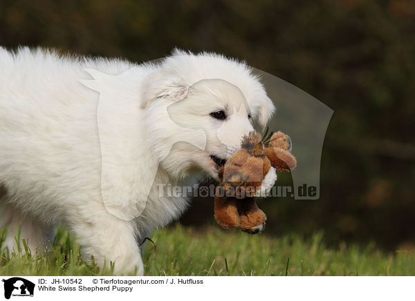Weier Schweizer Schferhund Welpe / White Swiss Shepherd Puppy / JH-10542