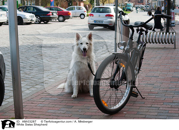 Weier Schweizer Schferhund / White Swiss Shepherd / AM-03287