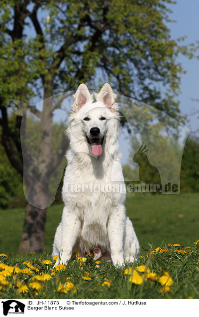 Weier Schferhund / Berger Blanc Suisse / JH-11873