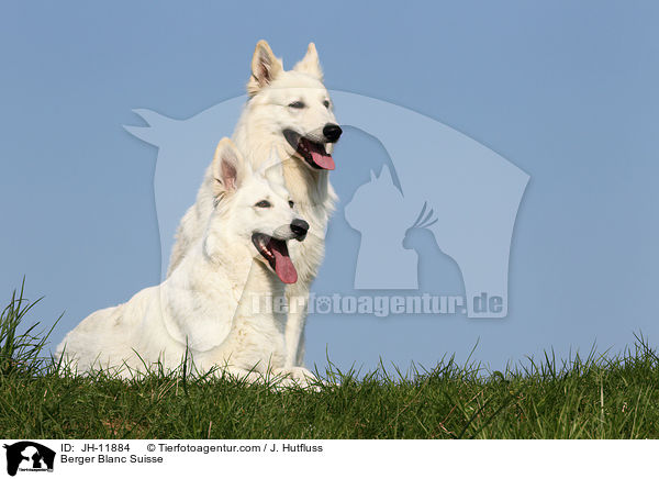 Weier Schferhund / Berger Blanc Suisse / JH-11884