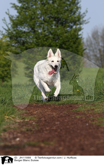 Weier Schferhund / Berger Blanc Suisse / JH-11888