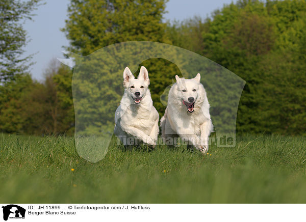 Weier Schferhund / Berger Blanc Suisse / JH-11899