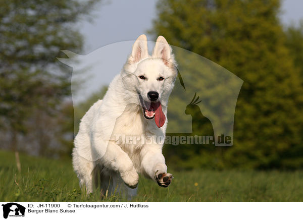 Weier Schferhund / Berger Blanc Suisse / JH-11900