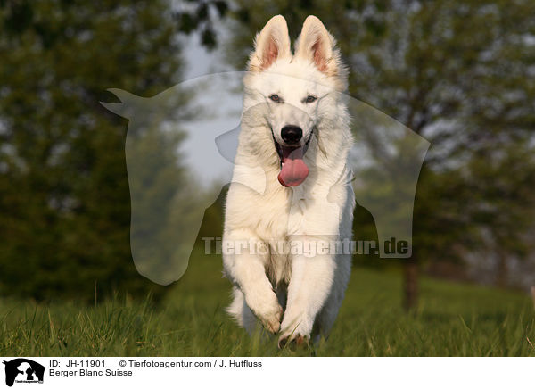 Weier Schferhund / Berger Blanc Suisse / JH-11901