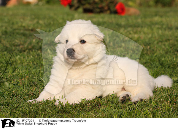 Weier Schweizer Schferhund Welpe / White Swiss Shepherd Puppy / IF-07301