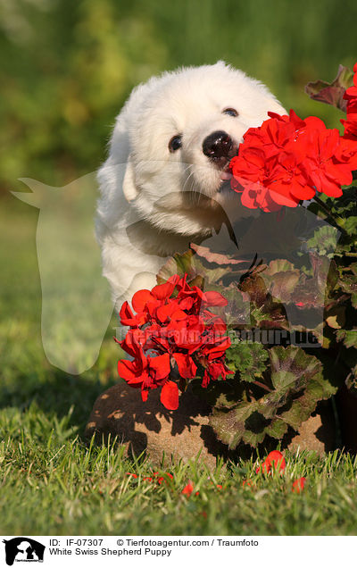 Weier Schweizer Schferhund Welpe / White Swiss Shepherd Puppy / IF-07307