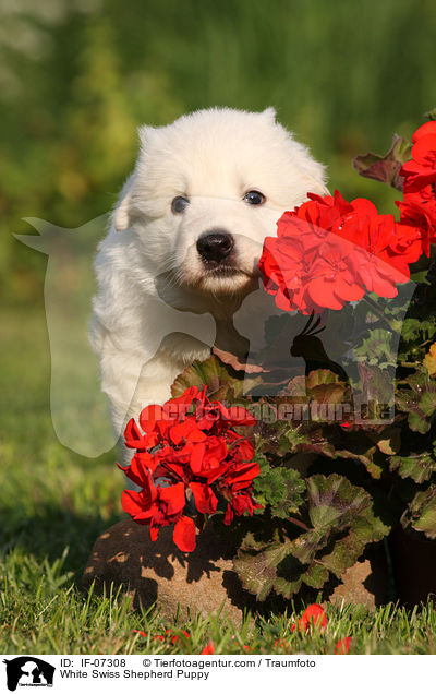 Weier Schweizer Schferhund Welpe / White Swiss Shepherd Puppy / IF-07308