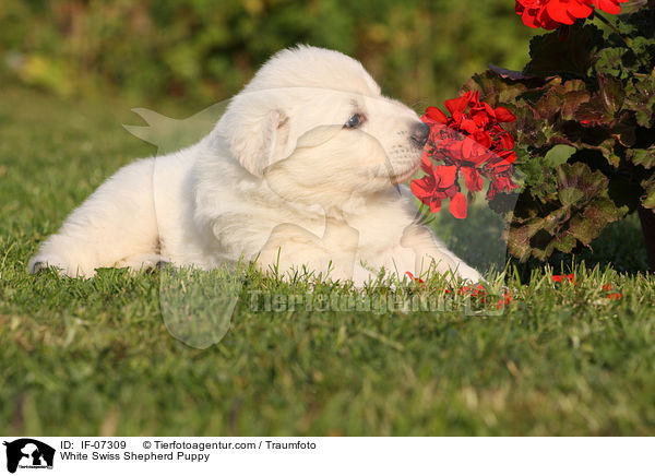 Weier Schweizer Schferhund Welpe / White Swiss Shepherd Puppy / IF-07309
