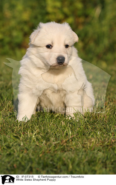 Weier Schweizer Schferhund Welpe / White Swiss Shepherd Puppy / IF-07315