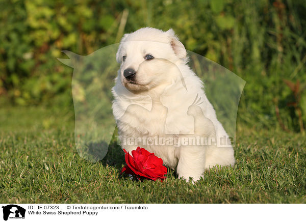 Weier Schweizer Schferhund Welpe / White Swiss Shepherd Puppy / IF-07323