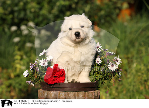 White Swiss Shepherd Puppy / IF-07324
