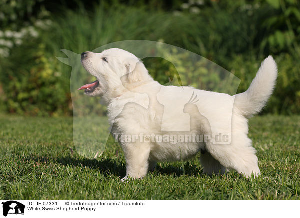 Weier Schweizer Schferhund Welpe / White Swiss Shepherd Puppy / IF-07331