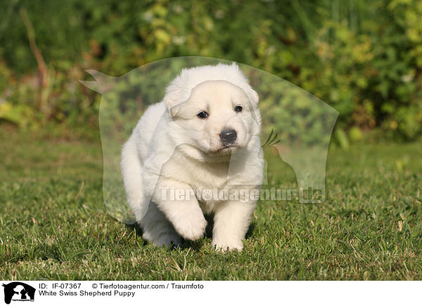 Weier Schweizer Schferhund Welpe / White Swiss Shepherd Puppy / IF-07367