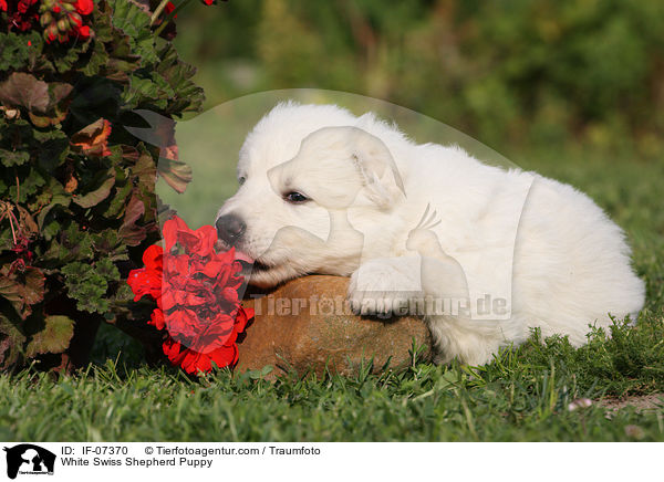 White Swiss Shepherd Puppy / IF-07370