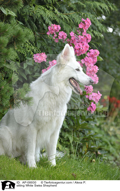 sitzender Weier Schweizer Schferhund / sitting White Swiss Shepherd / AP-08930