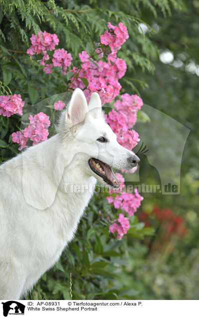 Weier Schweizer Schferhund Portrait / White Swiss Shepherd Portrait / AP-08931