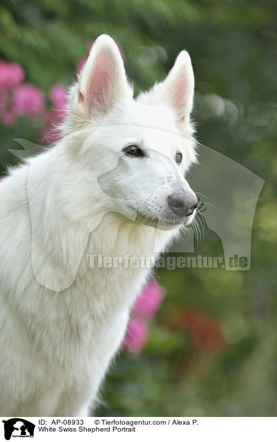 Weier Schweizer Schferhund Portrait / White Swiss Shepherd Portrait / AP-08933