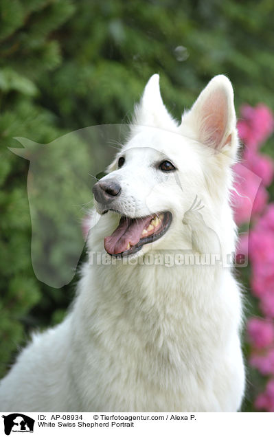 Weier Schweizer Schferhund Portrait / White Swiss Shepherd Portrait / AP-08934