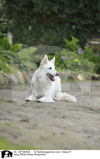 liegender Weier Schweizer Schferhund / lying White Swiss Shepherd / AP-08935
