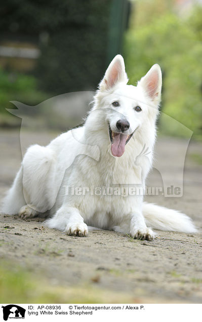 liegender Weier Schweizer Schferhund / lying White Swiss Shepherd / AP-08936
