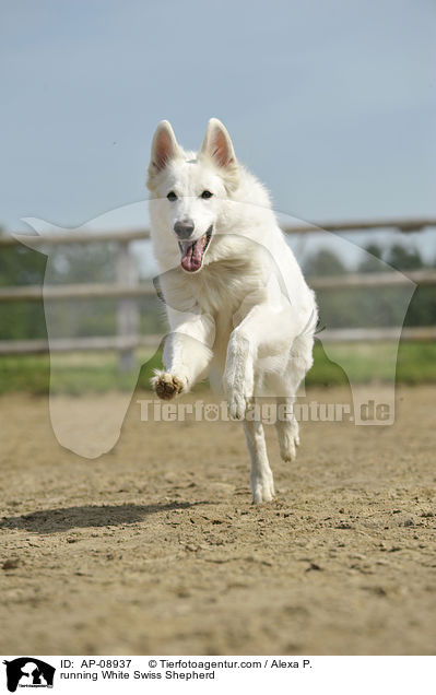 rennender Weier Schweizer Schferhund / running White Swiss Shepherd / AP-08937