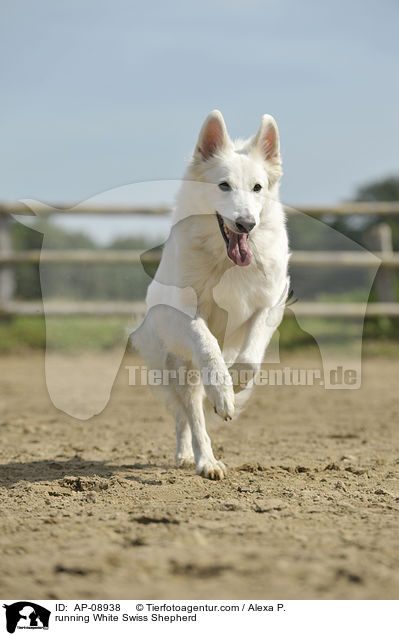 rennender Weier Schweizer Schferhund / running White Swiss Shepherd / AP-08938