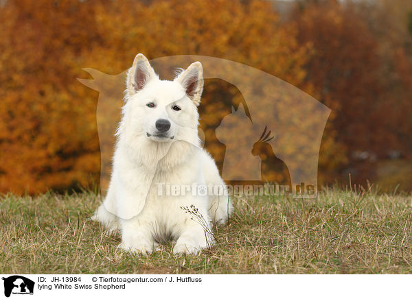 liegender Weier Schweizer Schferhund / lying White Swiss Shepherd / JH-13984