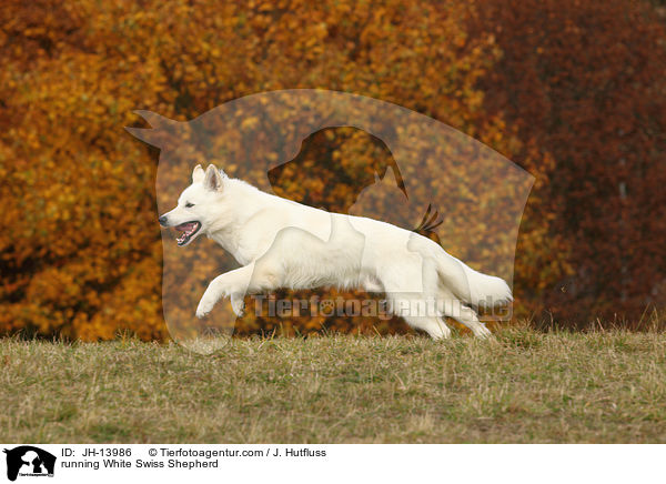 rennender Weier Schweizer Schferhund / running White Swiss Shepherd / JH-13986