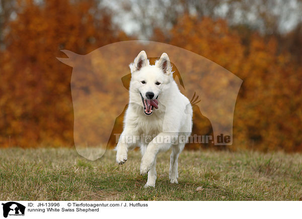 rennender Weier Schweizer Schferhund / running White Swiss Shepherd / JH-13996