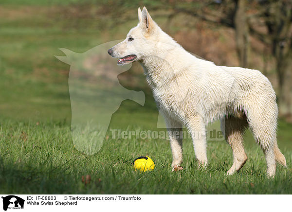 Weier Schweizer Schferhund / White Swiss Shepherd / IF-08803