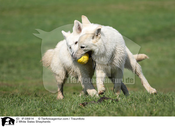 2 Weie Schweizer Schferhunde / 2 White Swiss Shepherds / IF-08814