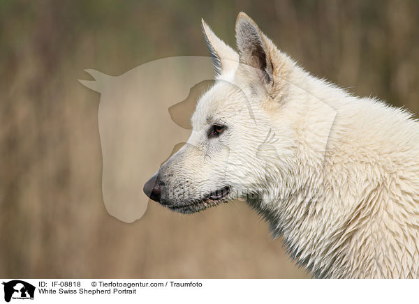 Weier Schweizer Schferhund Portrait / White Swiss Shepherd Portrait / IF-08818