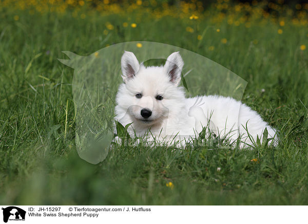 Weier Schweizer Schferhund Welpe / White Swiss Shepherd Puppy / JH-15297