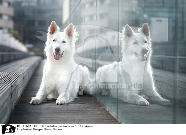 langhaariger Weier Schweizer Schferhund / longhaired Berger Blanc Suisse / LH-01313