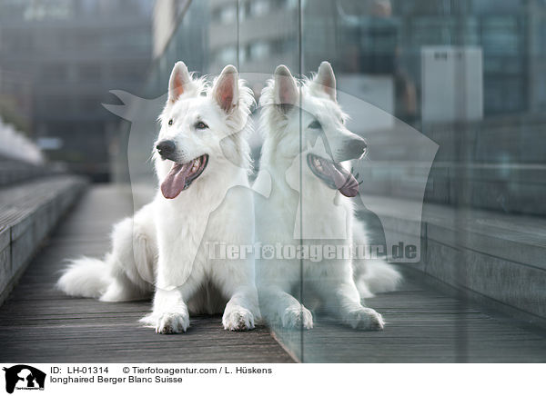 langhaariger Weier Schweizer Schferhund / longhaired Berger Blanc Suisse / LH-01314