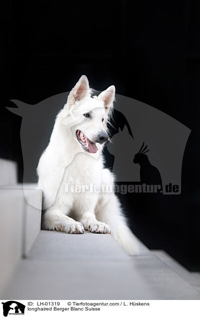 langhaariger Weier Schweizer Schferhund / longhaired Berger Blanc Suisse / LH-01319