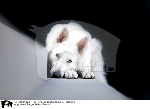 langhaariger Weier Schweizer Schferhund / longhaired Berger Blanc Suisse / LH-01320