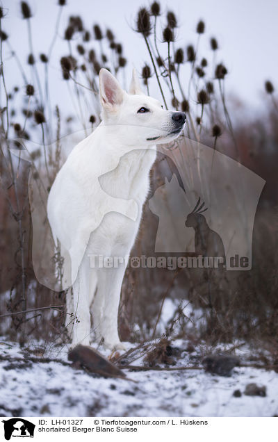 kurzhaariger Weier Schweizer Schferhund / shortaired Berger Blanc Suisse / LH-01327